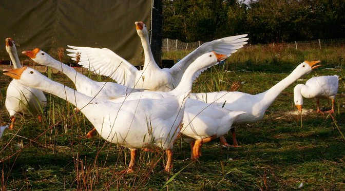 Geese for home protection